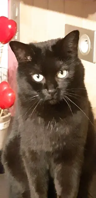 chatte lost   63750 Messeix Lovely