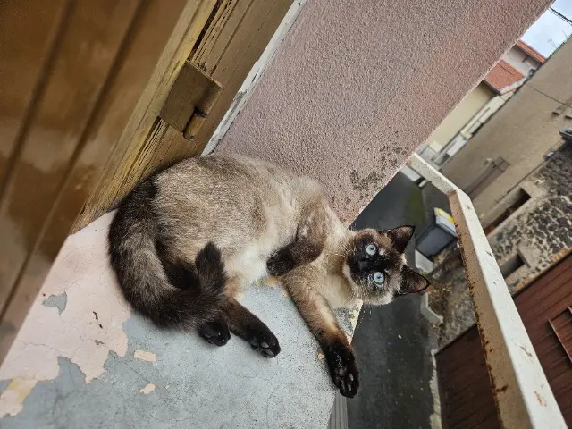 chatte lost   63360 Gerzat Maka