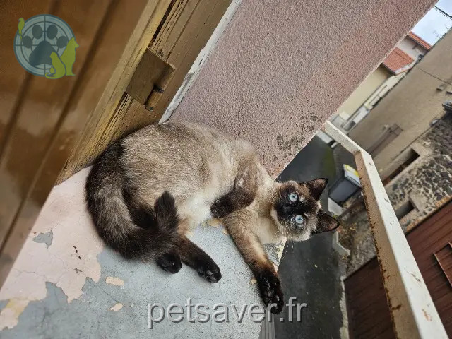 gatta persa 63360 Gerzat Maka gatta lost 63360 Gerzat Maka