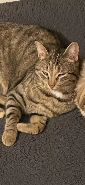 chatte lost   63200 Pessat-Villeneuve Maya