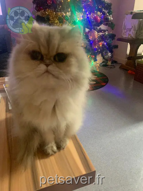 kat vermist 12 Rue de la Matelle 63570 Auzat-la-Combelle Merveille kat lost 12 Rue de la Matelle 63570 Auzat-la-Combelle Merveille