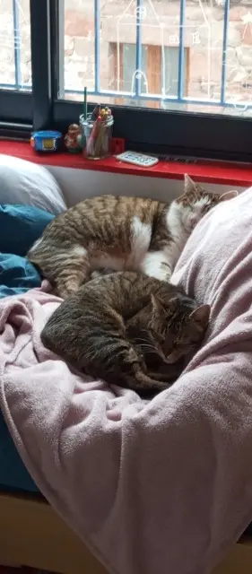 chatte lost   63500 Issoire Mikado (Mimi)