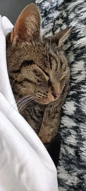 chatte lost   63910 Vertaizon MIMINE