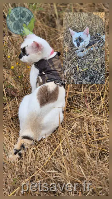chatte lost 63510 Aulnat Minoche