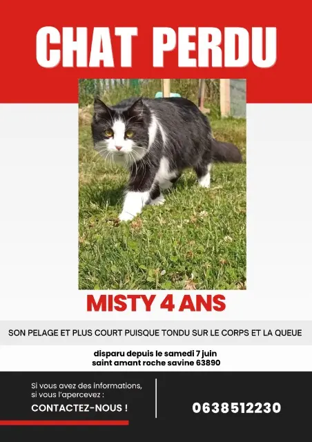 chatte lost   63890 Saint-Amant-Roche-Savine Misty