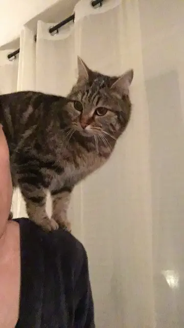 chatte lost   63870 Orcines Mitaine