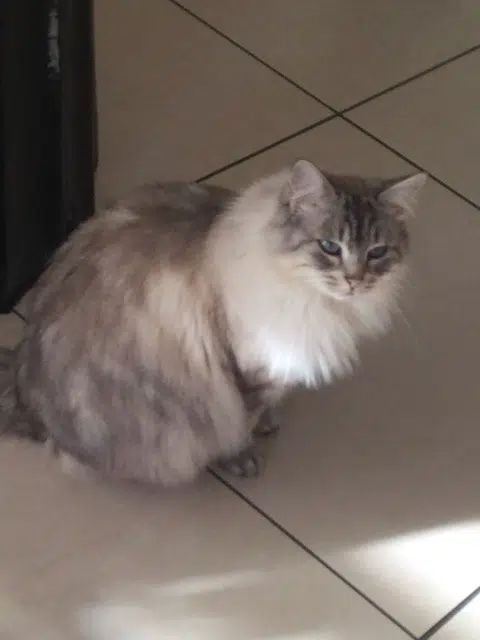 chatte lost   63400 Chamalières Mous