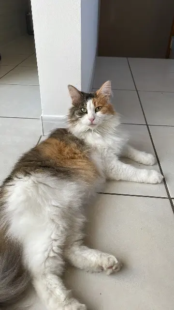 chatte lost   63500 Saint-Babel Mousse