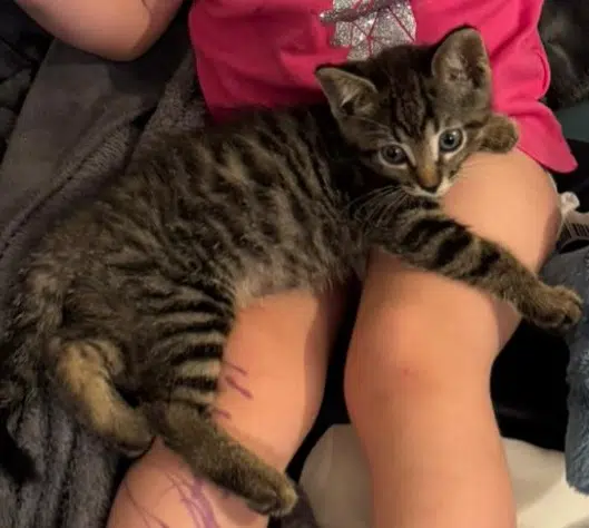 chatte lost   63800 Cournon-d'Auvergne Naïa