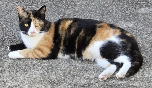 chatte lost   63690 Tauves Olympe