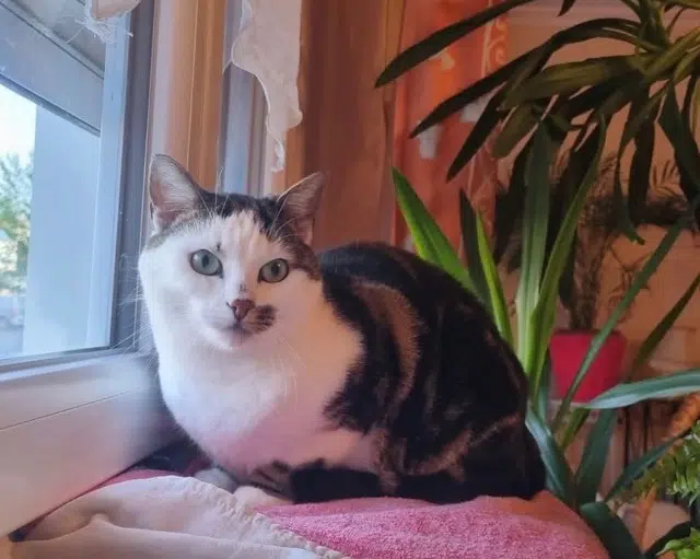 chatte lost   63510 Aulnat Orphée