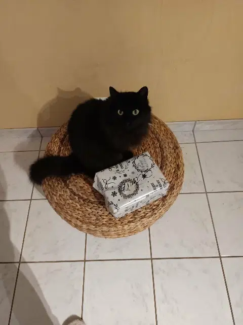 chatte lost   63112 Blanzat Oumie