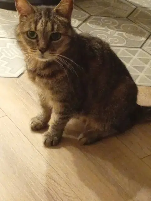 chatte lost   63320 Champeix Petitemoon