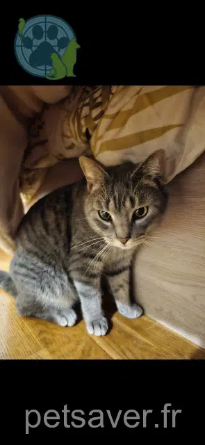 chatte lost   63510 Aulnat Pépite