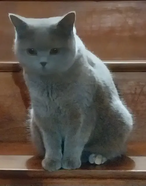 chatte lost   63200 Riom URUS