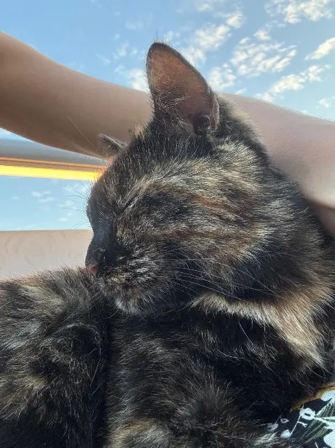 chatte lost   63790 Chambon-sur-Lac Romy