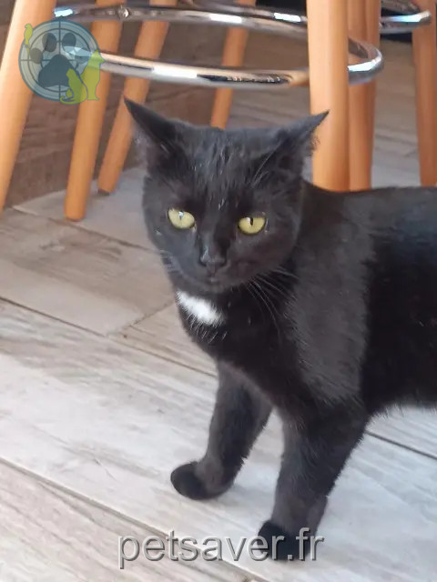 Katze vermisst 63350 Joze Salem Katze lost 63350 Joze Salem
