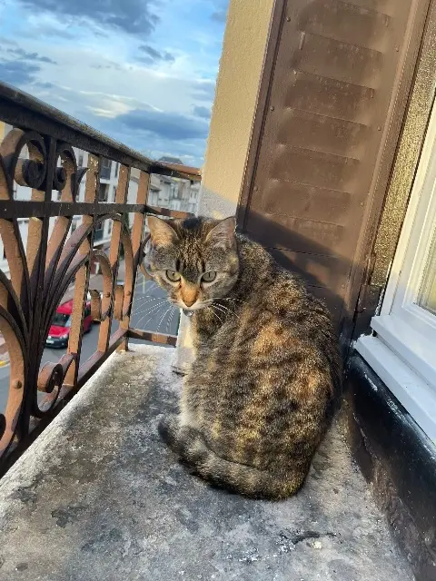 chatte lost   63290 Puy-Guillaume Siam