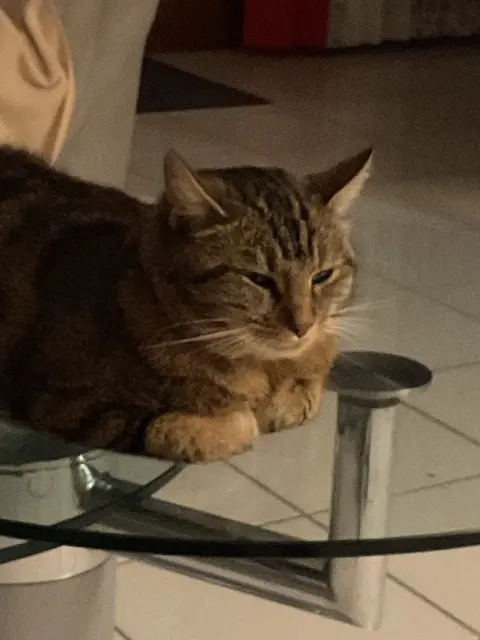 chatte lost   63170 Pérignat-lès-Sarliève Sirona