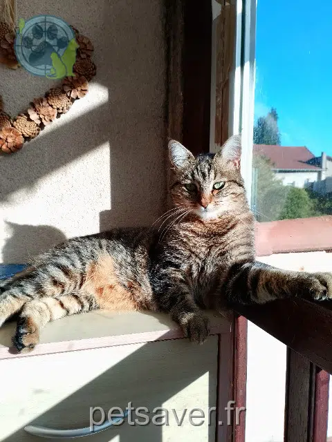 chatte lost   63600 Ambert Sisi