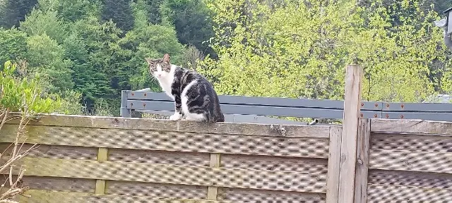 chatte lost   63240 Mont-Dore Smoky
