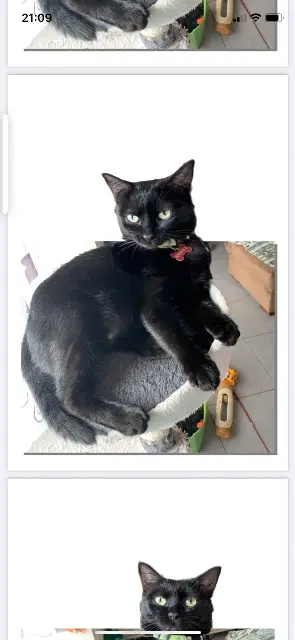 chatte lost   63430 Pont-du-Château Socquette