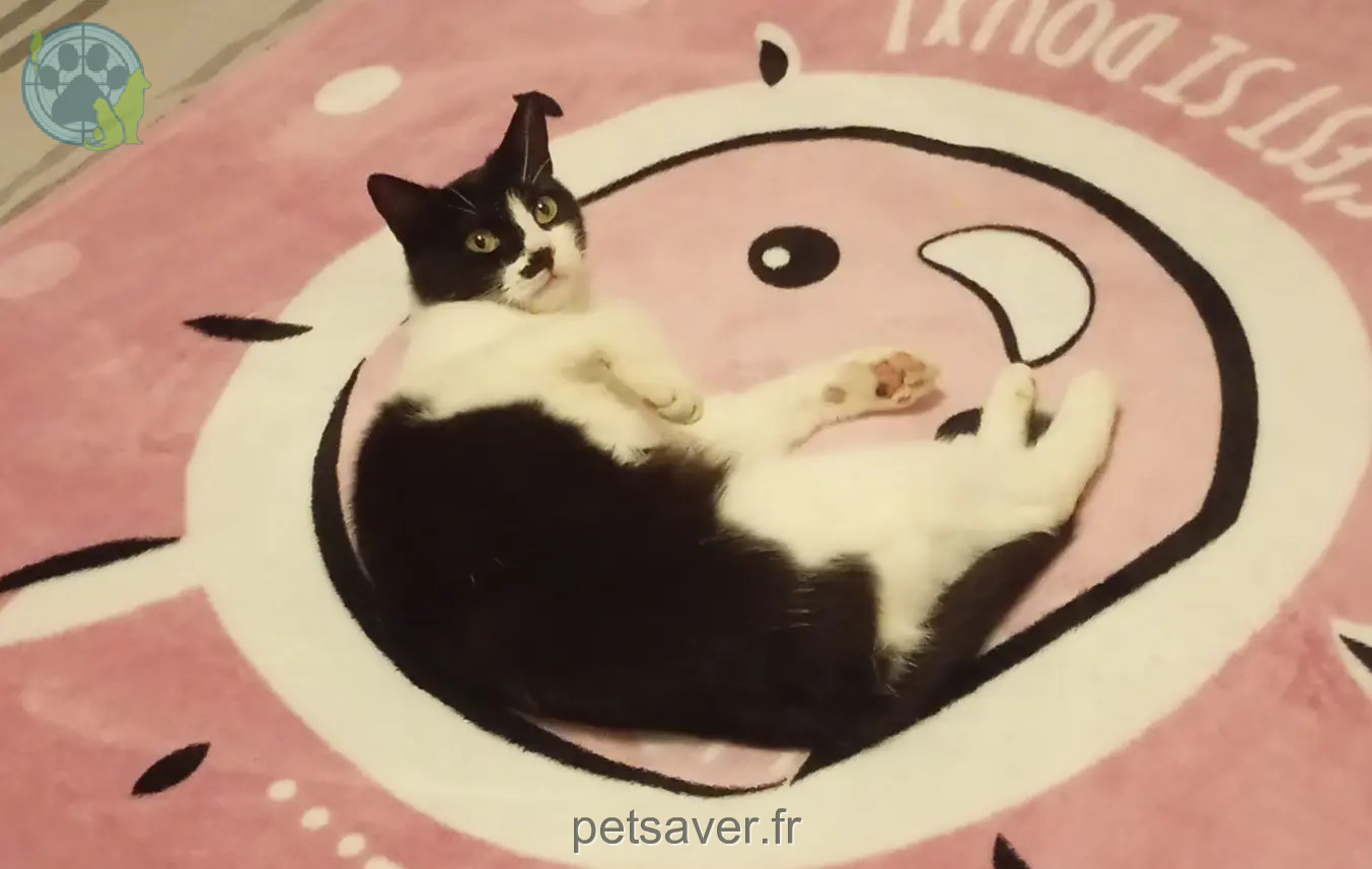 Chatte Perdue 63 Puy-de-Dôme - Stachmou Chatte Perdue 63 Puy-de-Dôme - Stachmou