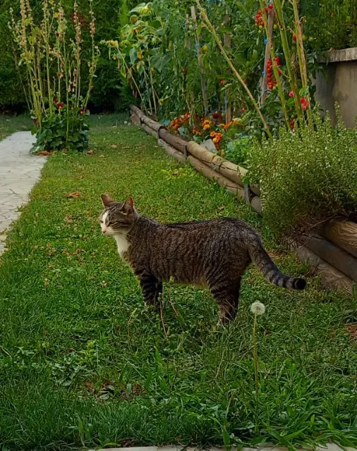 chatte lost   63370 Lempdes Sweety