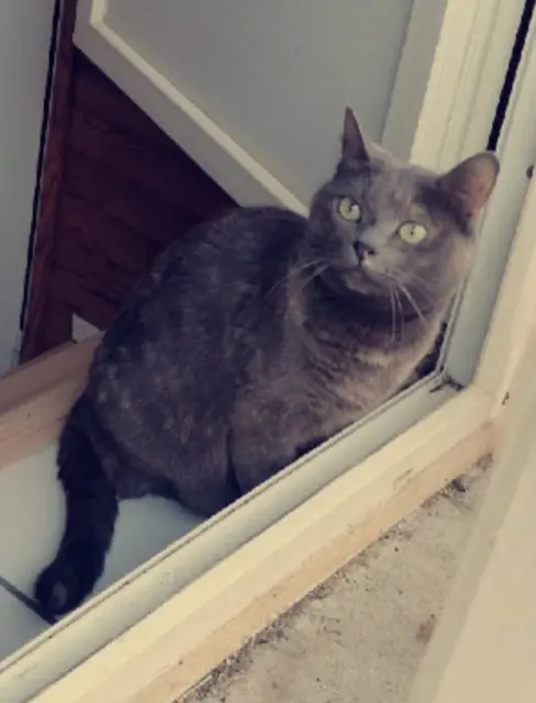 chatte lost   63340 Saint-Germain-Lembron Tachoune