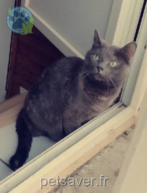 Katze vermisst 63340 Saint-Germain-Lembron Tachoune Katze lost 63340 Saint-Germain-Lembron Tachoune