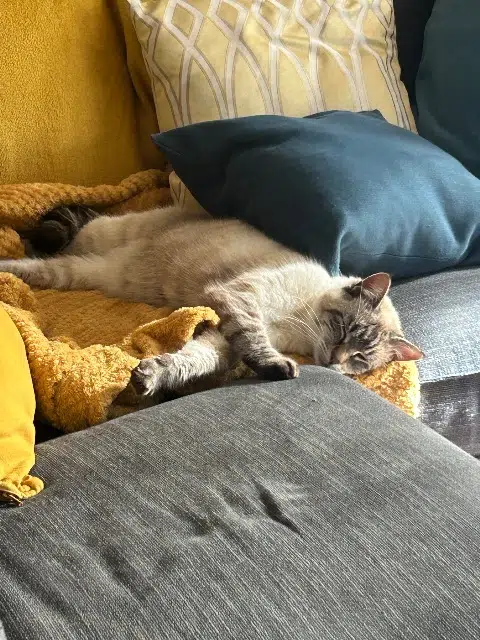 chatte lost   63800 Cournon-d'Auvergne Tatooine