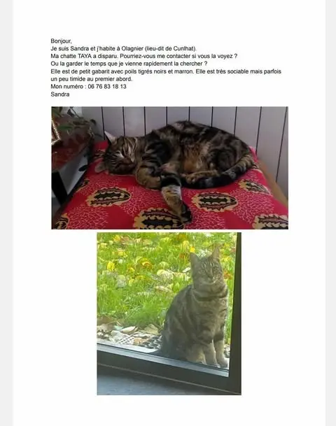 chatte lost   63590 Cunlhat Taya