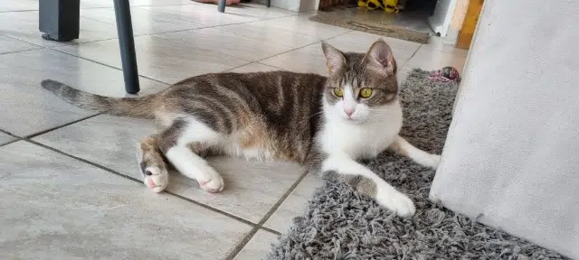 chatte lost   63960 Veyre-Monton Themis