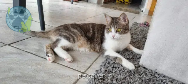 cat lost 63960 Veyre-Monton Themis cat lost 63960 Veyre-Monton Themis