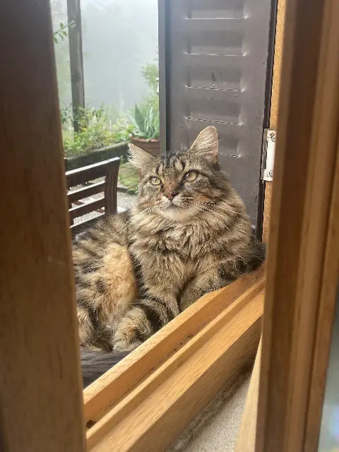 chatte lost   63120 Vollore-Montagne Uguette