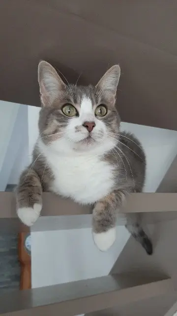 chatte lost   63540 Romagnat Vicky
