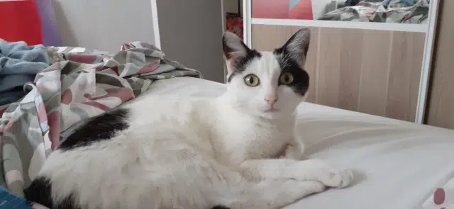 chatte lost   63670 Le Cendre Vénus