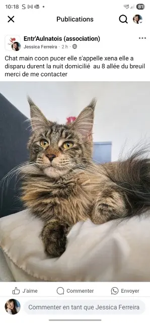 chatte lost   63510 Aulnat Xena