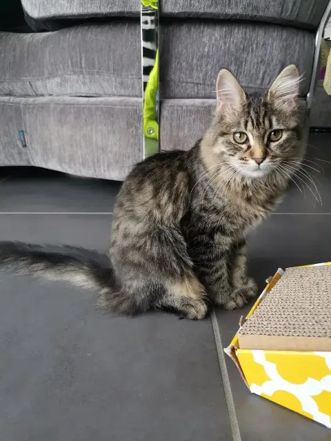 chatte lost   63170 Aubière Zoé