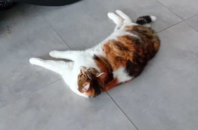 chatte lost   63800 Saint-Georges-sur-Allier Éden