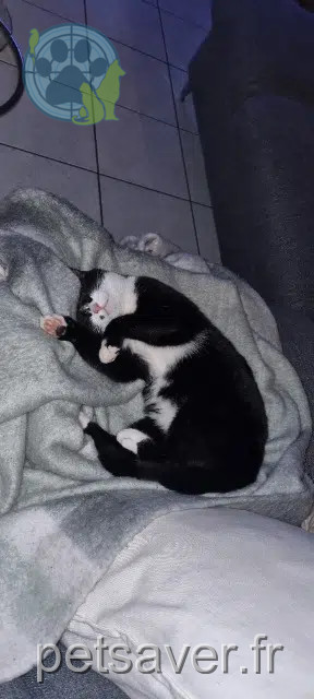 cat lost 63210 Auri猫res Mimine cat lost 63210 Auri猫res Mimine