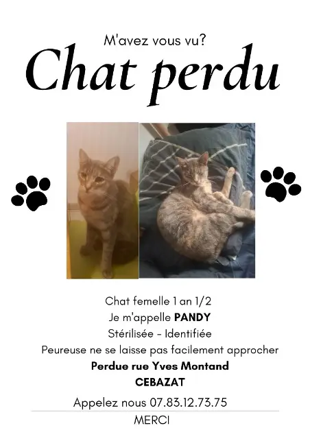 chatte perdue 63118 C茅bazat Pandy chatte lost 63118 C茅bazat Pandy