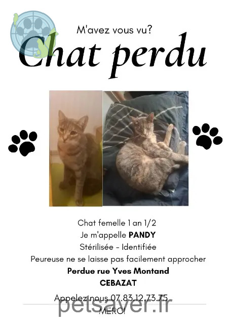 chatte perdue 63118 C茅bazat Pandy chatte lost 63118 C茅bazat Pandy