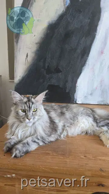 chatte lost 64100 Bayonne Abby