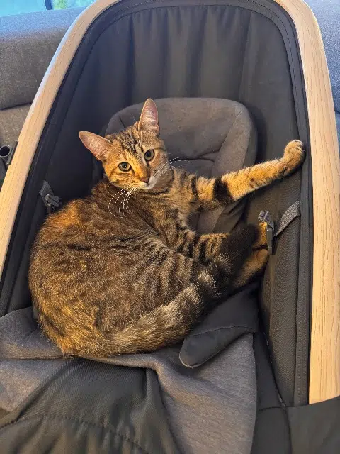 chatte lost   64800 Mirepeix Abby