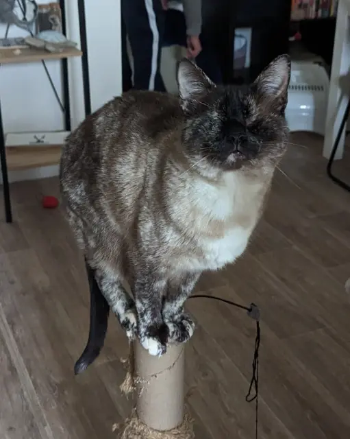 chatte lost   64240 Bonloc Adorea