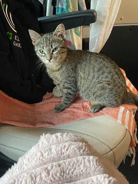 chatte lost   64200 Biarritz Agui