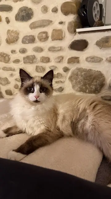 chatte lost   64510 Narcastet Alya