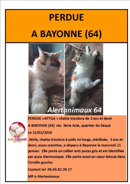 gata perdida 64100 Bayonne Attila gata lost 64100 Bayonne Attila