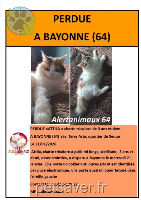 Katze vermisst 64100 Bayonne Attila Katze lost 64100 Bayonne Attila